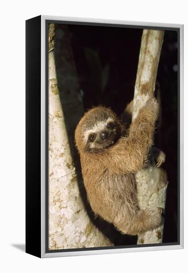 Three-Toed Sloth-null-Framed Premier Image Canvas