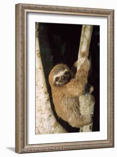 Three-Toed Sloth--Framed Photographic Print