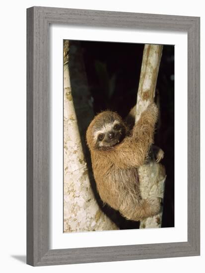 Three-Toed Sloth-null-Framed Photographic Print