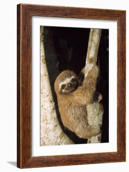 Three-Toed Sloth-null-Framed Photographic Print