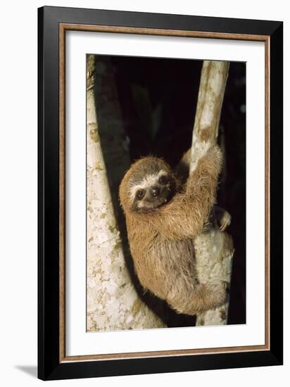 Three-Toed Sloth-null-Framed Photographic Print