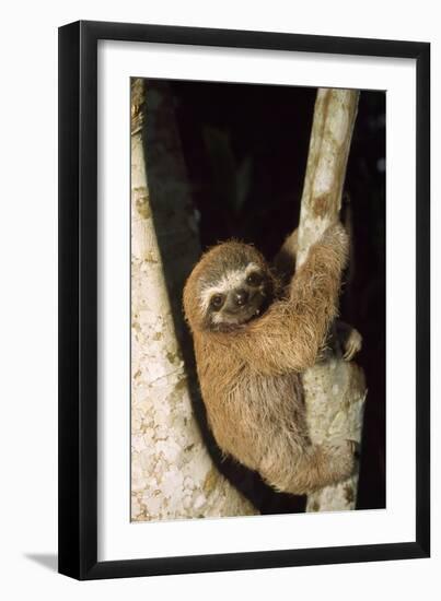 Three-Toed Sloth-null-Framed Photographic Print