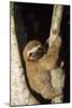 Three-Toed Sloth-null-Mounted Photographic Print