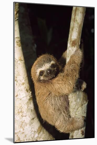 Three-Toed Sloth-null-Mounted Photographic Print