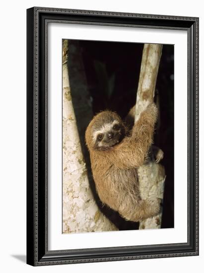 Three-Toed Sloth-null-Framed Photographic Print