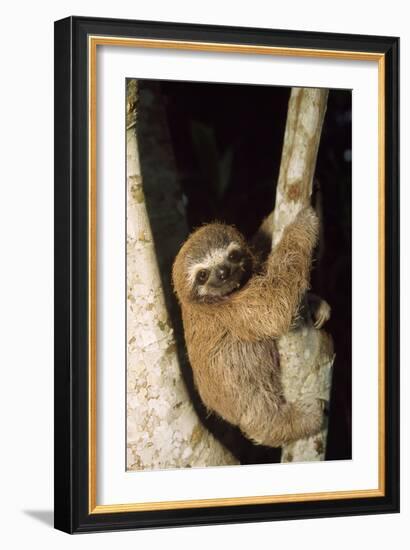 Three-Toed Sloth-null-Framed Photographic Print