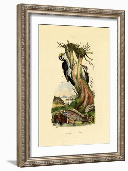 Three-Toed Woodpecker, 1833-39-null-Framed Giclee Print