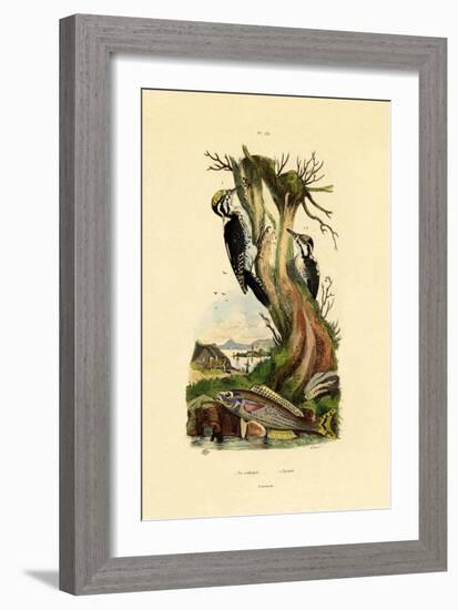 Three-Toed Woodpecker, 1833-39-null-Framed Giclee Print