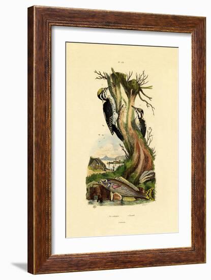 Three-Toed Woodpecker, 1833-39-null-Framed Giclee Print