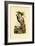 Three-Toed Woodpecker, 1833-39-null-Framed Giclee Print