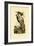 Three-Toed Woodpecker, 1833-39-null-Framed Giclee Print