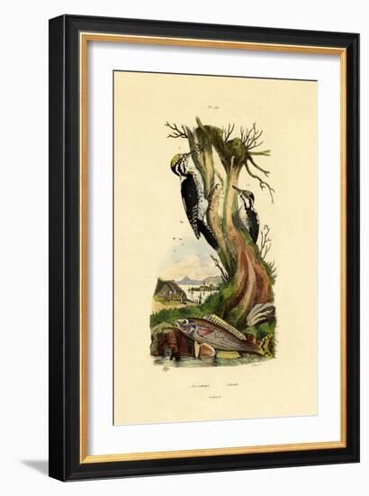 Three-Toed Woodpecker, 1833-39-null-Framed Giclee Print