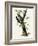 Three Toed Woodpecker-null-Framed Giclee Print