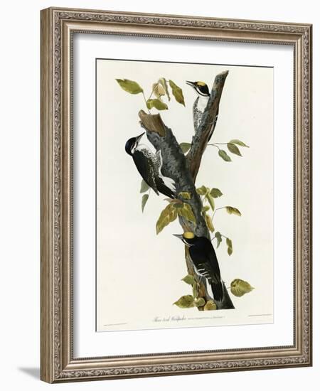 Three Toed Woodpecker-null-Framed Giclee Print