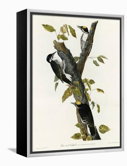 Three Toed Woodpecker-null-Framed Premier Image Canvas