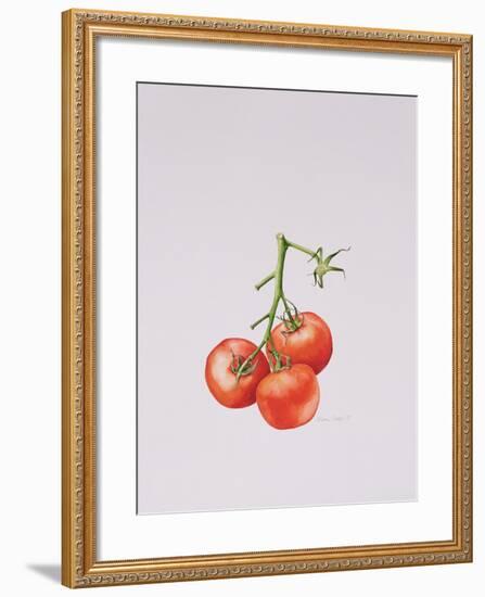 Three Tomatoes on the Vine, 1997-Alison Cooper-Framed Giclee Print