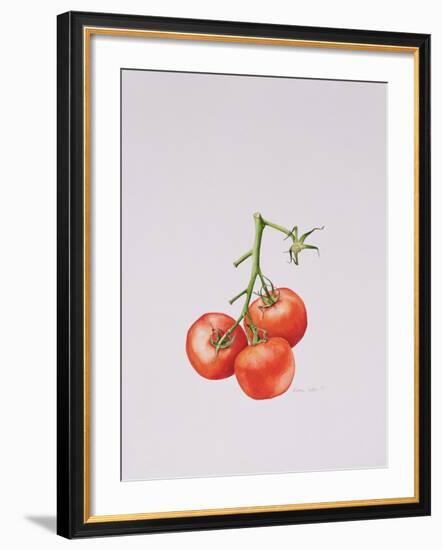 Three Tomatoes on the Vine, 1997-Alison Cooper-Framed Giclee Print