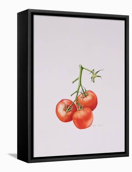 Three Tomatoes on the Vine, 1997-Alison Cooper-Framed Premier Image Canvas