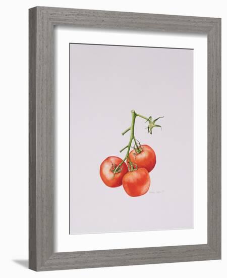 Three Tomatoes on the Vine, 1997-Alison Cooper-Framed Giclee Print