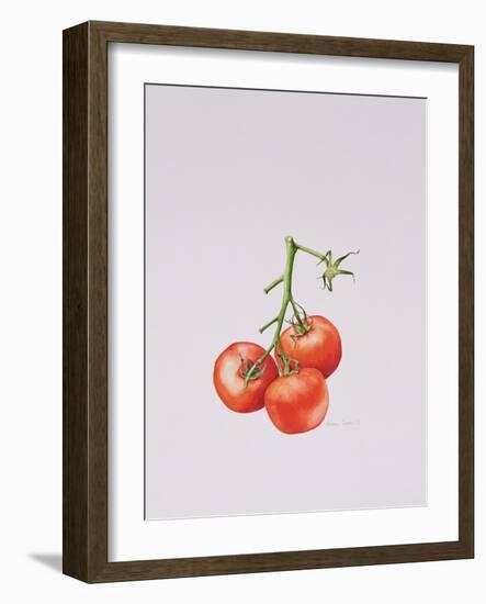 Three Tomatoes on the Vine, 1997-Alison Cooper-Framed Giclee Print