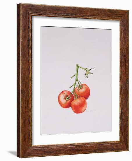 Three Tomatoes on the Vine, 1997-Alison Cooper-Framed Giclee Print