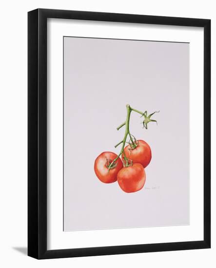 Three Tomatoes on the Vine, 1997-Alison Cooper-Framed Giclee Print