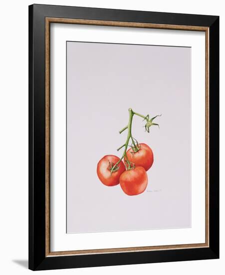 Three Tomatoes on the Vine, 1997-Alison Cooper-Framed Giclee Print