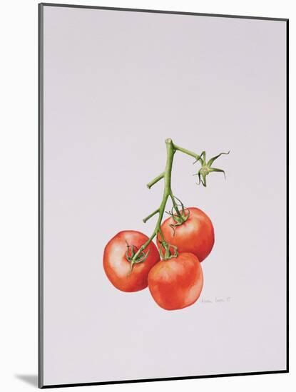 Three Tomatoes on the Vine, 1997-Alison Cooper-Mounted Giclee Print