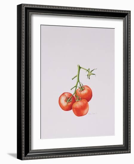 Three Tomatoes on the Vine, 1997-Alison Cooper-Framed Giclee Print