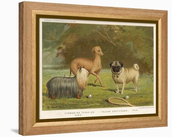 Three Toy Dogs, a Pug an Italian Greyhound and a Yorkshire Terrier-null-Framed Premier Image Canvas