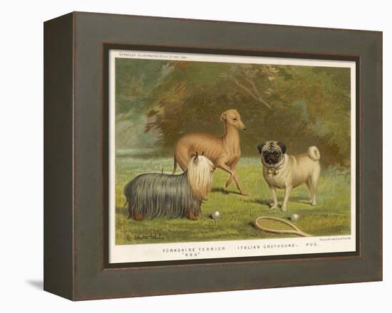 Three Toy Dogs, a Pug an Italian Greyhound and a Yorkshire Terrier-null-Framed Premier Image Canvas