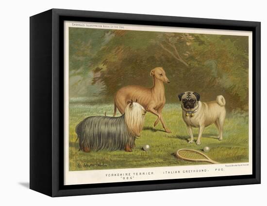 Three Toy Dogs, a Pug an Italian Greyhound and a Yorkshire Terrier-null-Framed Premier Image Canvas