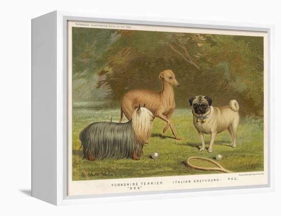 Three Toy Dogs, a Pug an Italian Greyhound and a Yorkshire Terrier-null-Framed Premier Image Canvas
