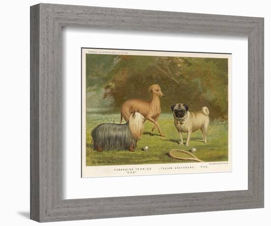 Three Toy Dogs, a Pug an Italian Greyhound and a Yorkshire Terrier-null-Framed Photographic Print