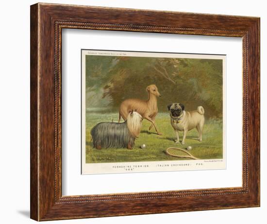 Three Toy Dogs, a Pug an Italian Greyhound and a Yorkshire Terrier-null-Framed Photographic Print