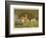 Three Toy Dogs, a Pug an Italian Greyhound and a Yorkshire Terrier-null-Framed Photographic Print