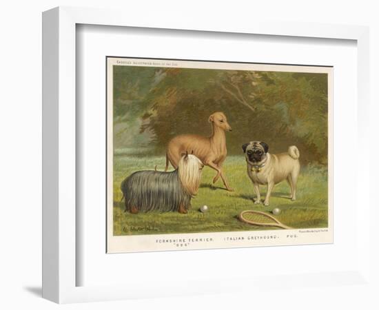 Three Toy Dogs, a Pug an Italian Greyhound and a Yorkshire Terrier-null-Framed Photographic Print