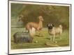 Photographic Print