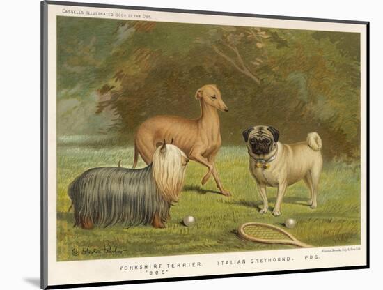 Three Toy Dogs, a Pug an Italian Greyhound and a Yorkshire Terrier-null-Mounted Photographic Print