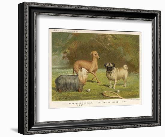 Three Toy Dogs, a Pug an Italian Greyhound and a Yorkshire Terrier-null-Framed Photographic Print