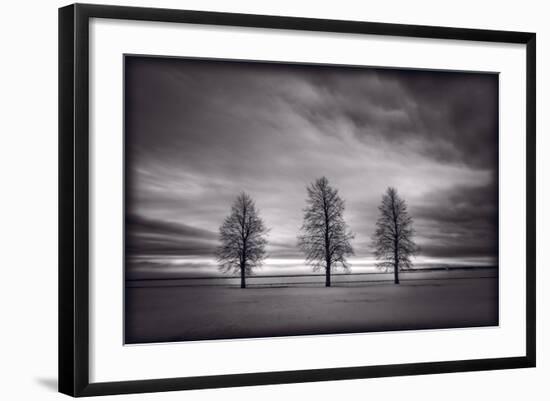 Three Trees-Steve Gadomski-Framed Photographic Print