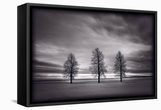 Three Trees-Steve Gadomski-Framed Premier Image Canvas