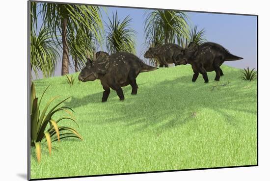 Three Triceratops Walking across an Open Field-null-Mounted Art Print