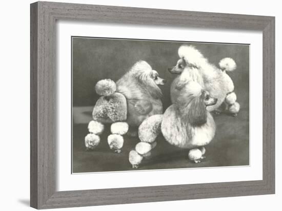 Three Trimmed Miniature Poodles-null-Framed Premium Giclee Print