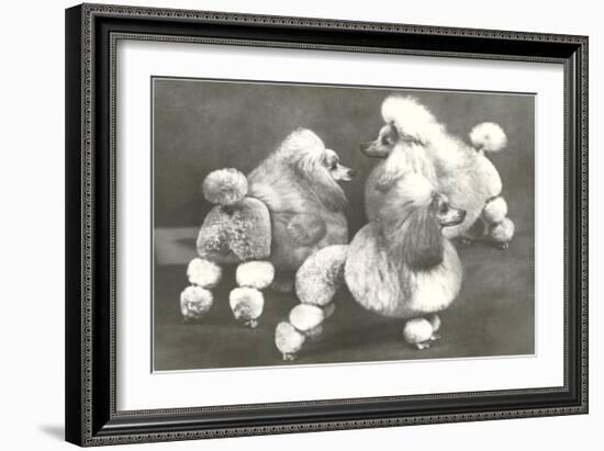 Three Trimmed Miniature Poodles-null-Framed Premium Giclee Print