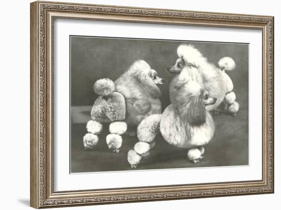 Three Trimmed Miniature Poodles-null-Framed Art Print