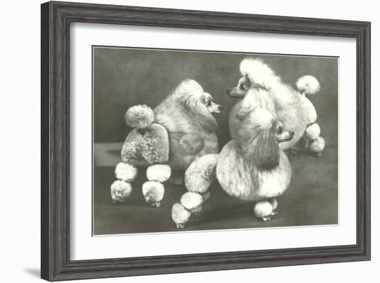 Three Trimmed Miniature Poodles-null-Framed Art Print