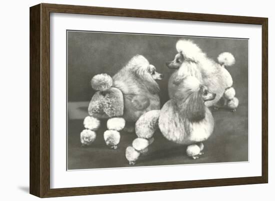 Three Trimmed Miniature Poodles-null-Framed Art Print