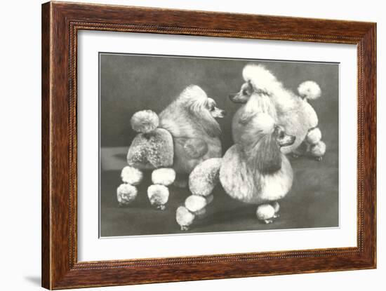 Three Trimmed Miniature Poodles-null-Framed Art Print