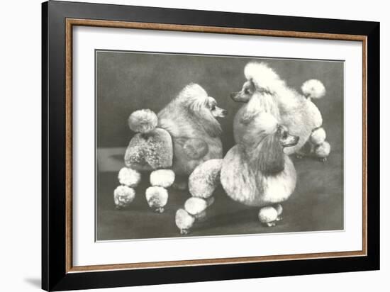 Three Trimmed Miniature Poodles-null-Framed Art Print